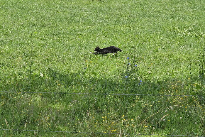 Kat springt uit boom tijdens reddingsactie van brandweer