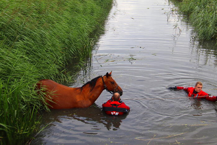 Brandweer takelt paard uit water