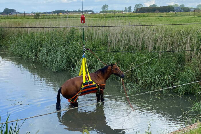 Brandweer takelt paard uit water