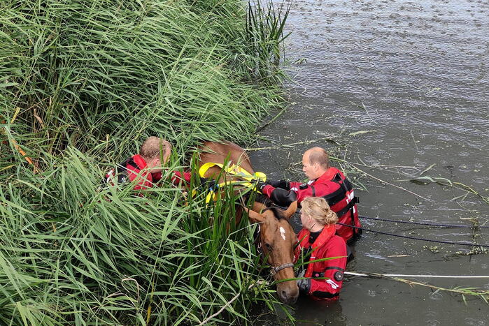 Brandweer takelt paard uit water