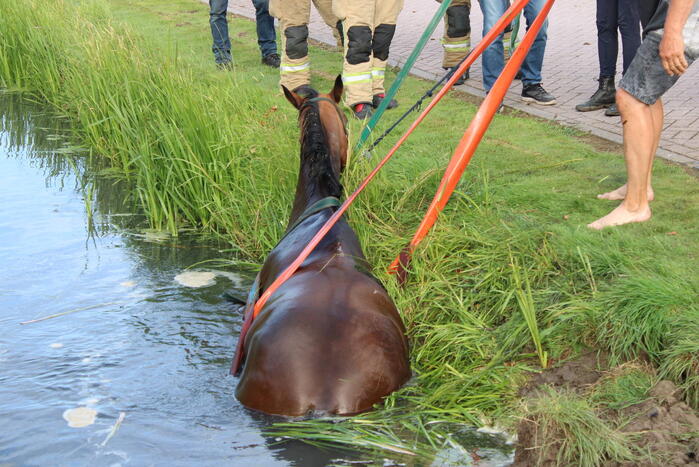 Brandweer redt paard uit sloot