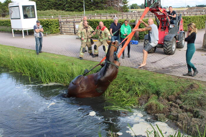 Brandweer redt paard uit sloot