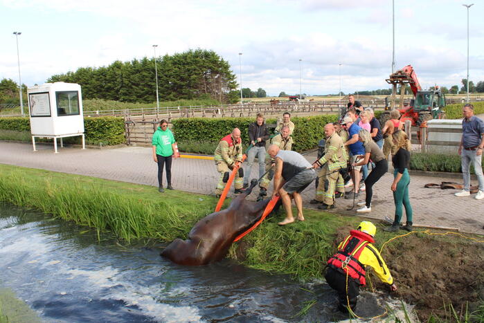 Brandweer redt paard uit sloot