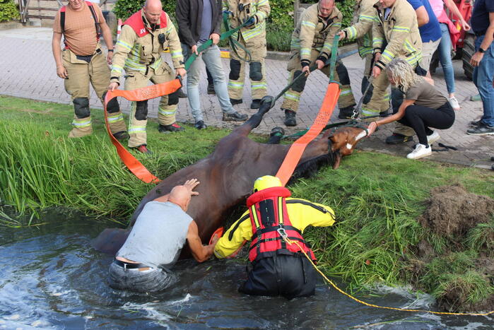 Brandweer redt paard uit sloot