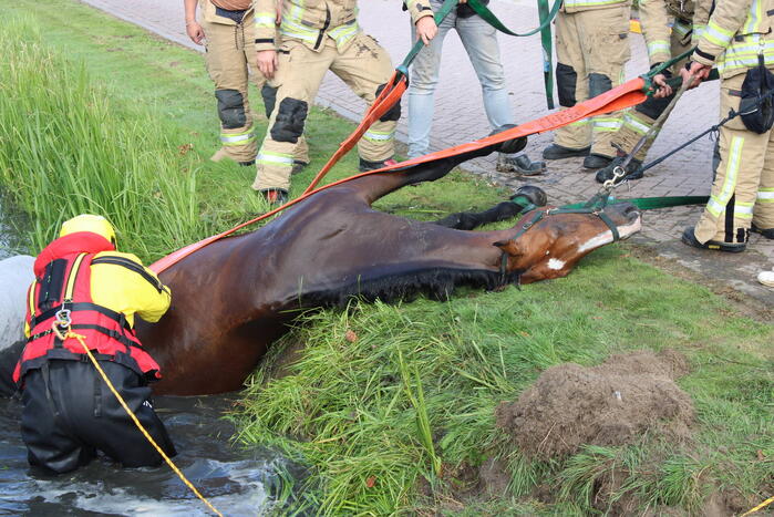 Brandweer redt paard uit sloot