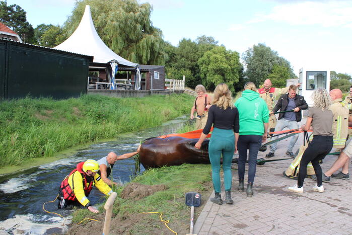 Brandweer redt paard uit sloot