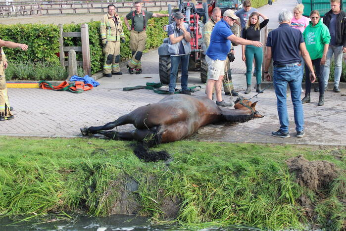 Brandweer redt paard uit sloot