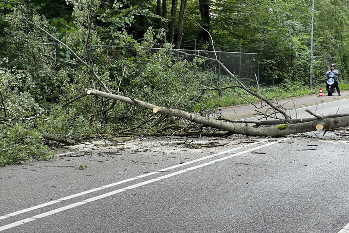 Omgevallen boom blokkeert de weg
