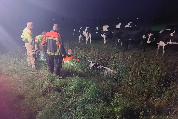 Brandweer takelt koe uit sloot