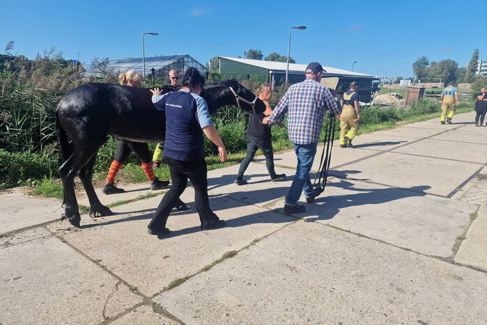 Brandweer redt paard uit sloot