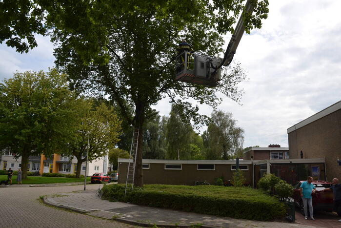 Kat uit boom gered door brandweer