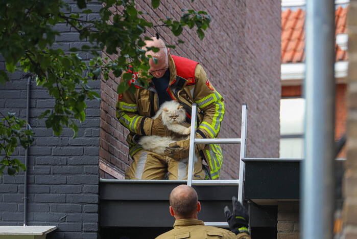 Kat Boris door brandweer van dak gehaald