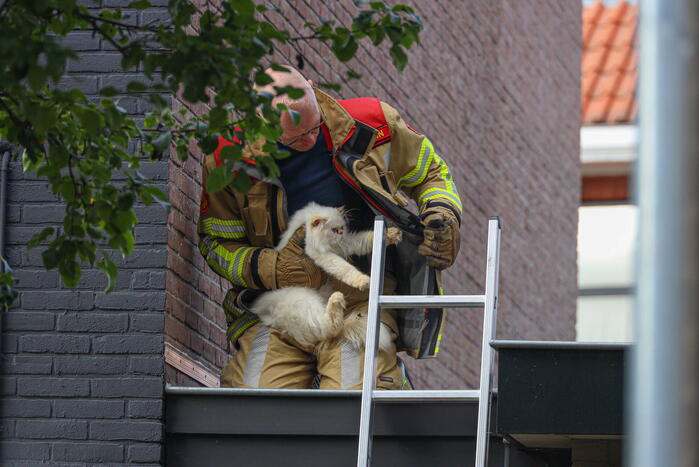 Kat Boris door brandweer van dak gehaald