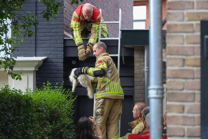 Kat Boris door brandweer van dak gehaald