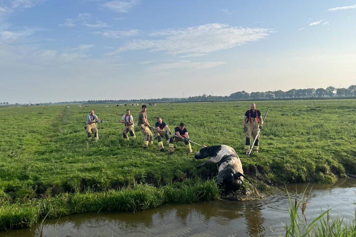 Koe raakt te water in sloot