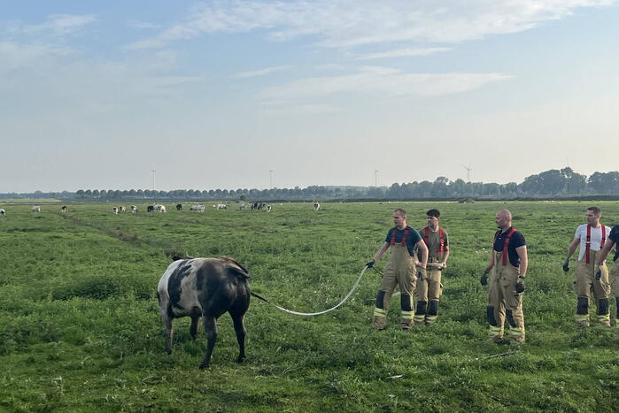 Koe raakt te water in sloot
