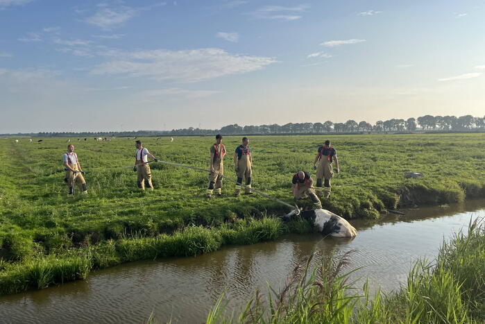 Koe raakt te water in sloot