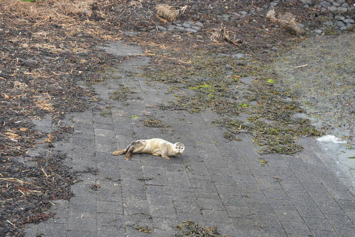 Zieke zeehond gered door dierenambulance