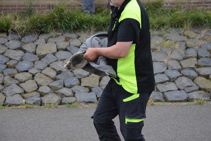 Zieke zeehond gered door dierenambulance
