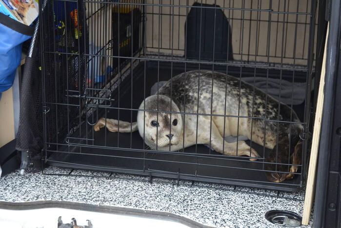 Zieke zeehond gered door dierenambulance