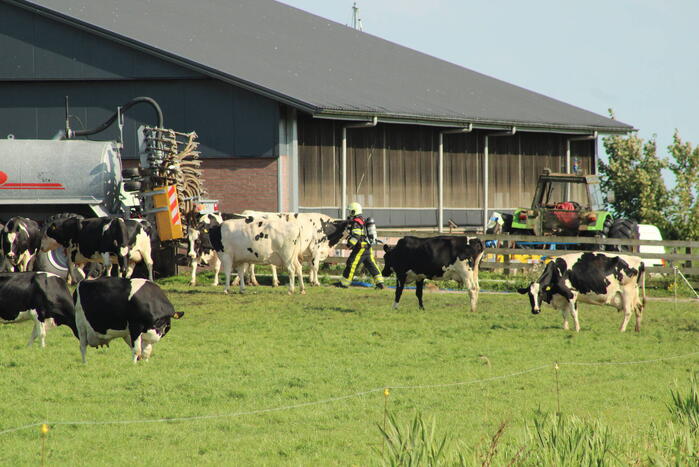 Gewonde nadat mestgassen vrijkomen in stal, drie koeien overleden