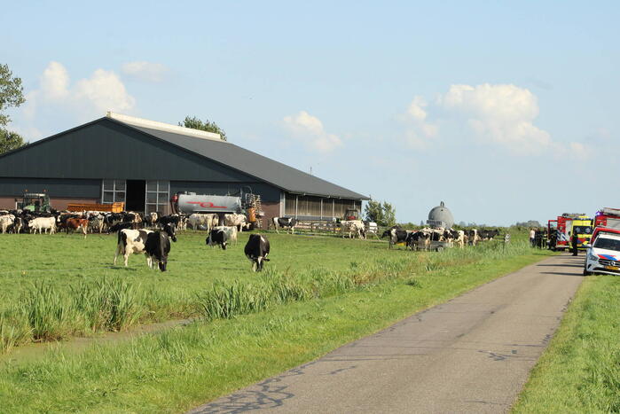 Gewonde nadat mestgassen vrijkomen in stal, drie koeien overleden