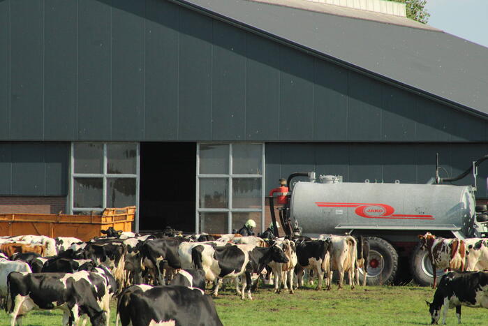 Gewonde nadat mestgassen vrijkomen in stal, drie koeien overleden
