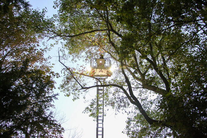 Brandweer verwijdert loshangende takken