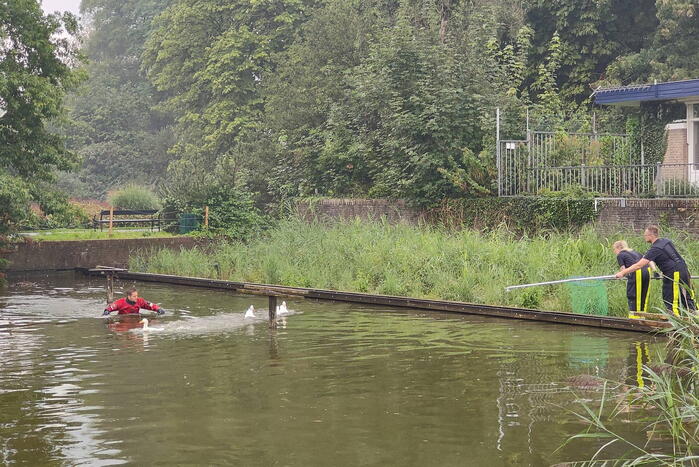 Eend raakt met snavel verstrikt in visdraad