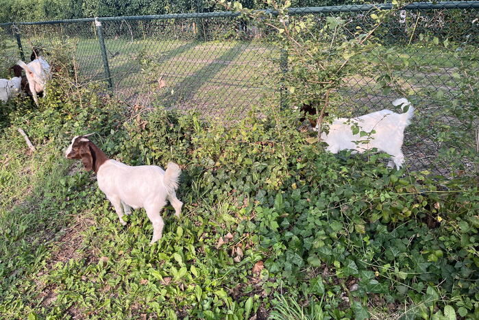 Politie ingezet voor losgebroken geiten