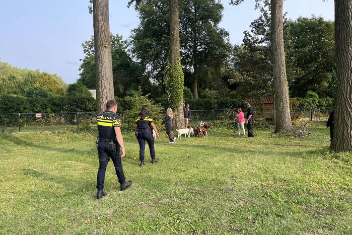 Politie ingezet voor losgebroken geiten