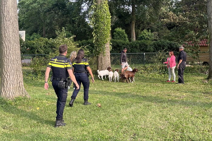 Politie ingezet voor losgebroken geiten