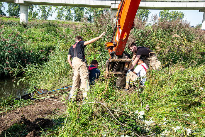 Brandweer ingezet voor paard in diepe sloot