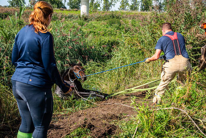 Brandweer ingezet voor paard in diepe sloot