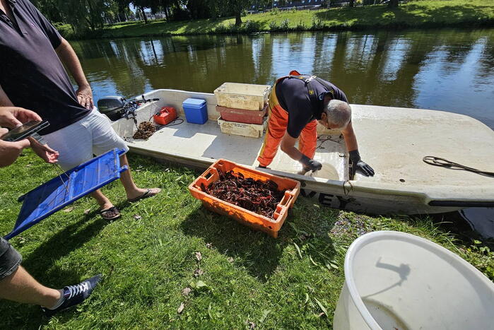 Tientallen kilo's rode Amerikaanse kreeft gevangen