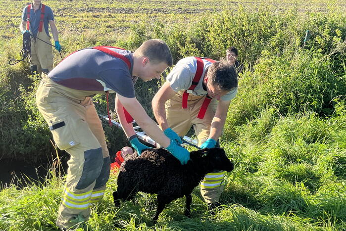 Schaap uit sloot gered door brandweer
