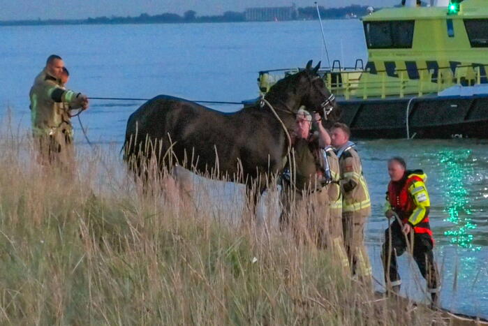 Hulpdiensten ingezet nadat paard verkoeling zoekt in Westerschelde