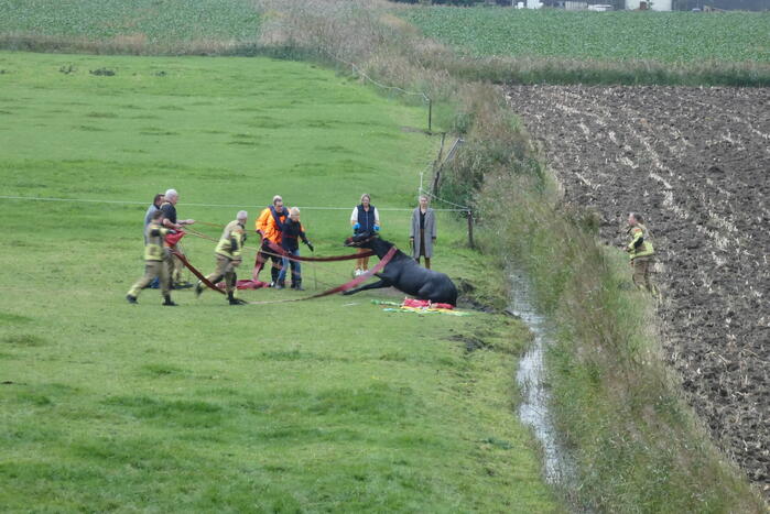 Paard gered uit sloot door brandweer