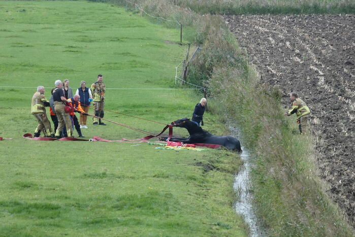 Paard gered uit sloot door brandweer