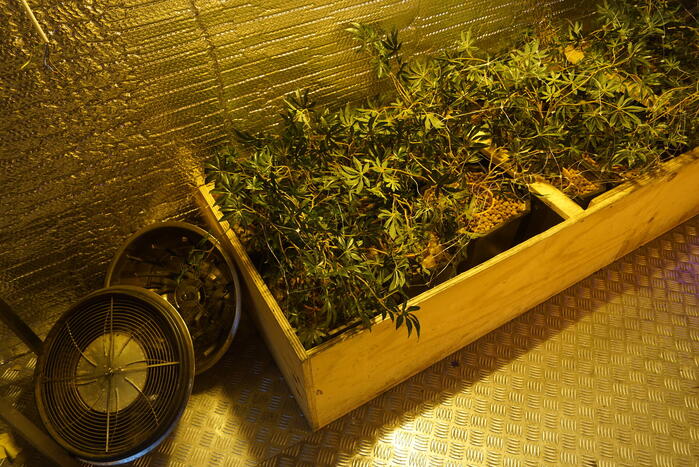 Levensechte hennepkwekerij in centrum