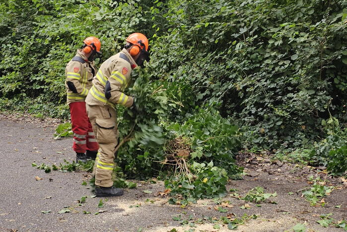 Grote berkentak verspert rijbaan