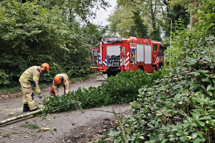 Grote berkentak verspert rijbaan