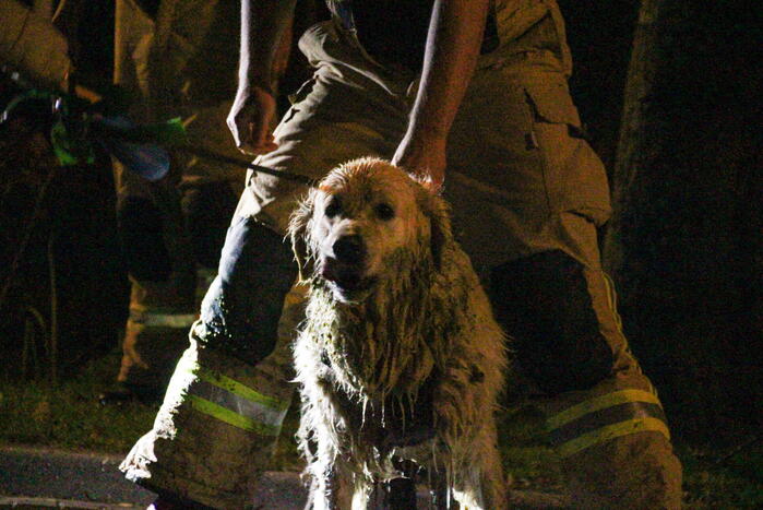 Hond door brandweer uit sloot gered