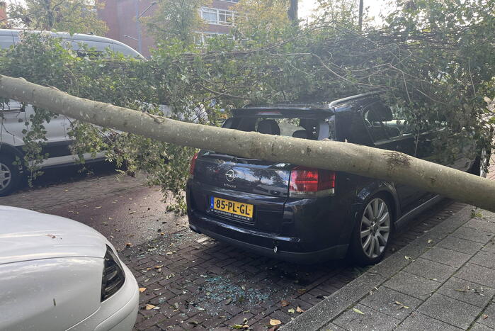 Auto beschadigd door omgevallen boom