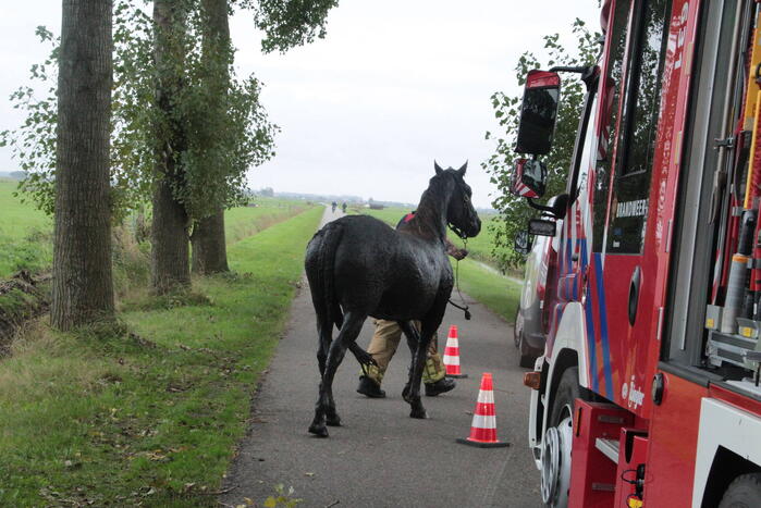 Brandweer en omstanders halen paard uit water
