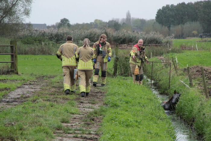 Brandweer en omstanders halen paard uit water