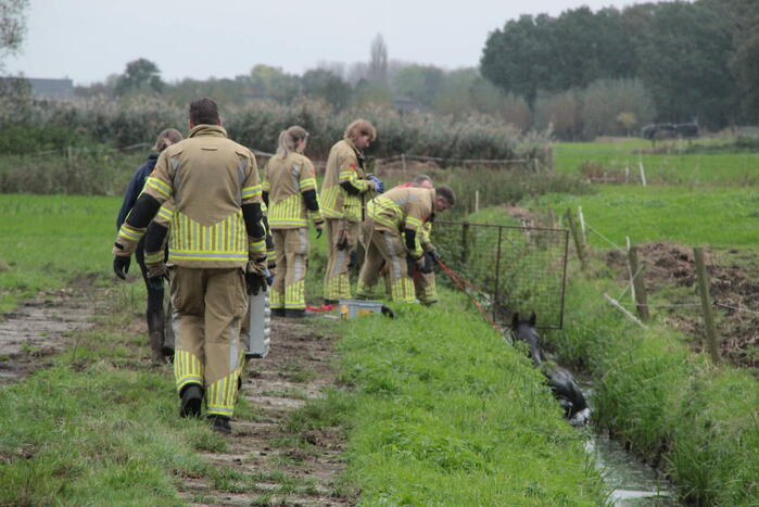 Brandweer en omstanders halen paard uit water
