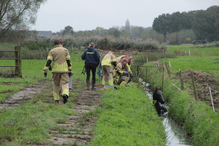 Brandweer en omstanders halen paard uit water