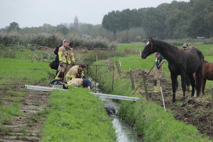 Brandweer en omstanders halen paard uit water