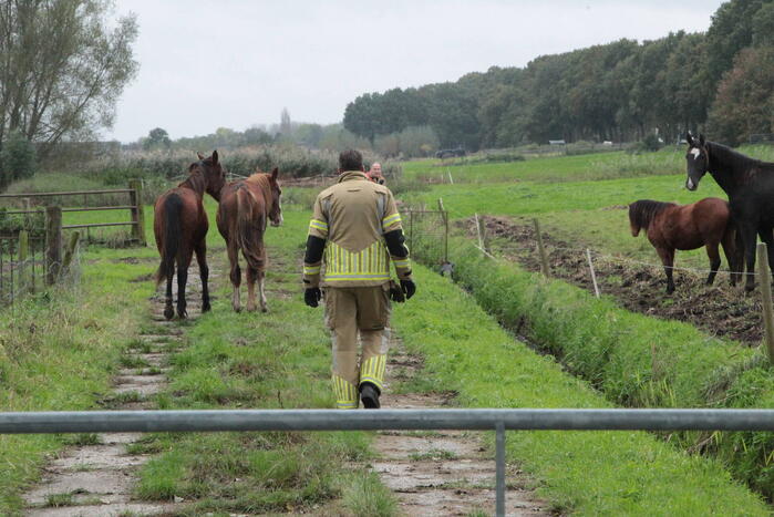 Brandweer en omstanders halen paard uit water